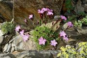 Dianthus freynii