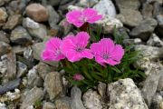 Dianthus gelidus