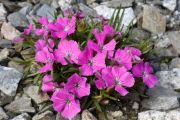 Dianthus glacialis