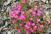 Dianthus haematocalyx