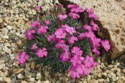 Dianthus 'Convy Star'