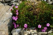 Dianthus kaimatzalanicus