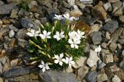 Dianthus microlepis 'Albus'