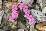 Dianthus microlepis 'Rivendell'