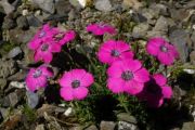 Dianthus pavonius