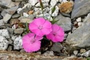 Dianthus pavonius