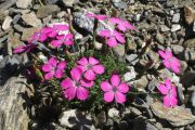 Dianthus pavonius