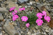 Dianthus raddeanus