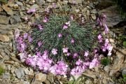 Dianthus repens