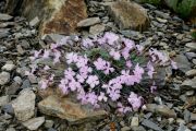 Dianthus repens