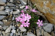 Dianthus scardicus