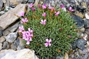 Dianthus simulans