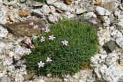 Dianthus webbianus