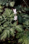 Dicentra canadensis