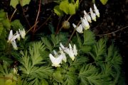 Dicentra cucullaria