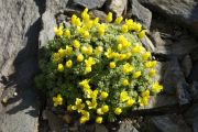 Draba acaulis