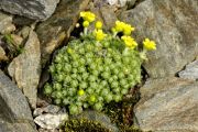 Draba acaulis