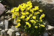 Draba aizoides