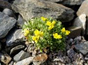 Draba araratica