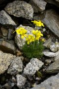 Draba archibaldii