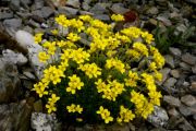 Draba bryoides