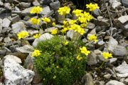 Draba bryoides