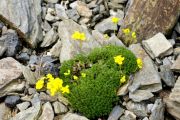 Draba imbricata