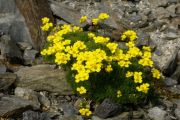 Draba imbricata