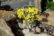 Draba longisiliqua