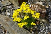 Draba mollissima