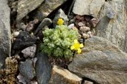 Draba nivalis