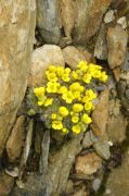 Draba polytricha