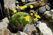 Draba rigida