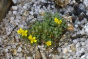 Draba ventosa