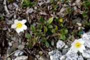 Dryas octopetala 