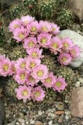 Echinocereus coccineus