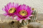 Echinocereus reichenbachii