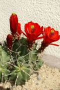 Echinocereus triglochidiatus