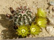 Echinocereus viridiflorus