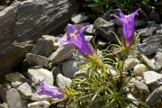 Edraianthus glisicii