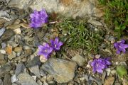 Edraianthus graminifolius ex Gran Sasso