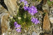 Edraianthus montenegrinus