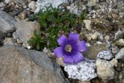 Edraianthus pilosulus