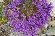 Edraianthus serpyllifolius