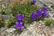 Edraianthus tenuifolius