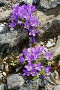 Edraianthus wettsteinii