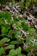 Epimedium 'Domino'