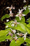 Epimedium acuminatum