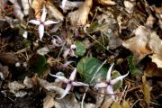 Epimedium brachyrrhizum