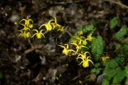 Epimedium davidii